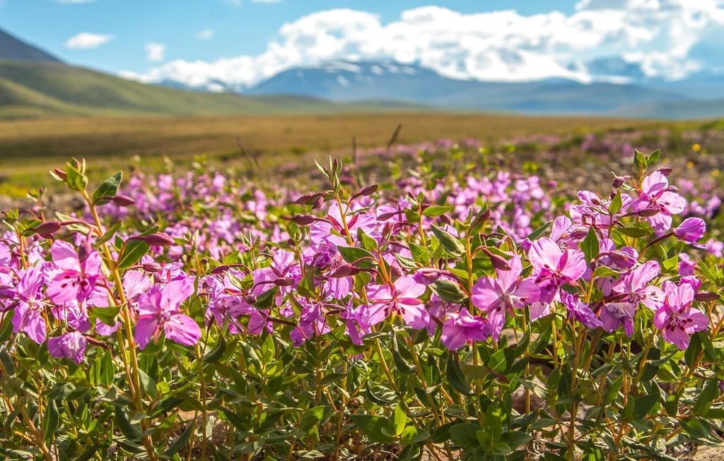 Фотография активности: «Укок - место силы»
