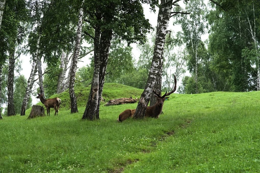 Фотография активности: «На земле снежного барса»
