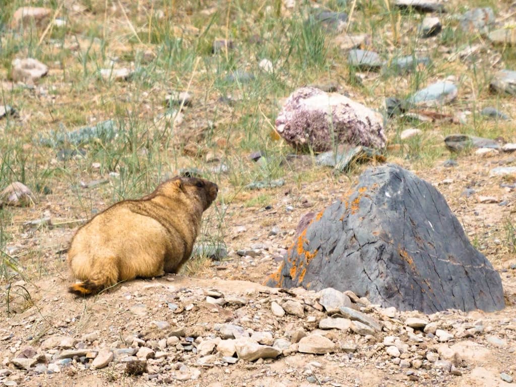 Фотография активности: «На земле снежного барса»