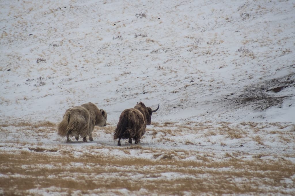 Фотография активности: «Зима на границе: 3 сказки»