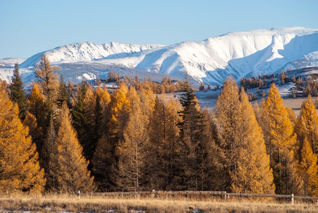 Фотография активности: «Золото Алтая. Дорога в осень»
