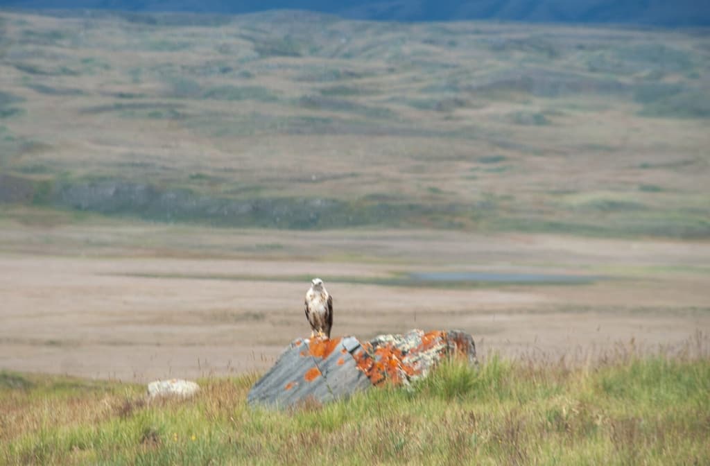 Фотография активности: «Укок - место силы»