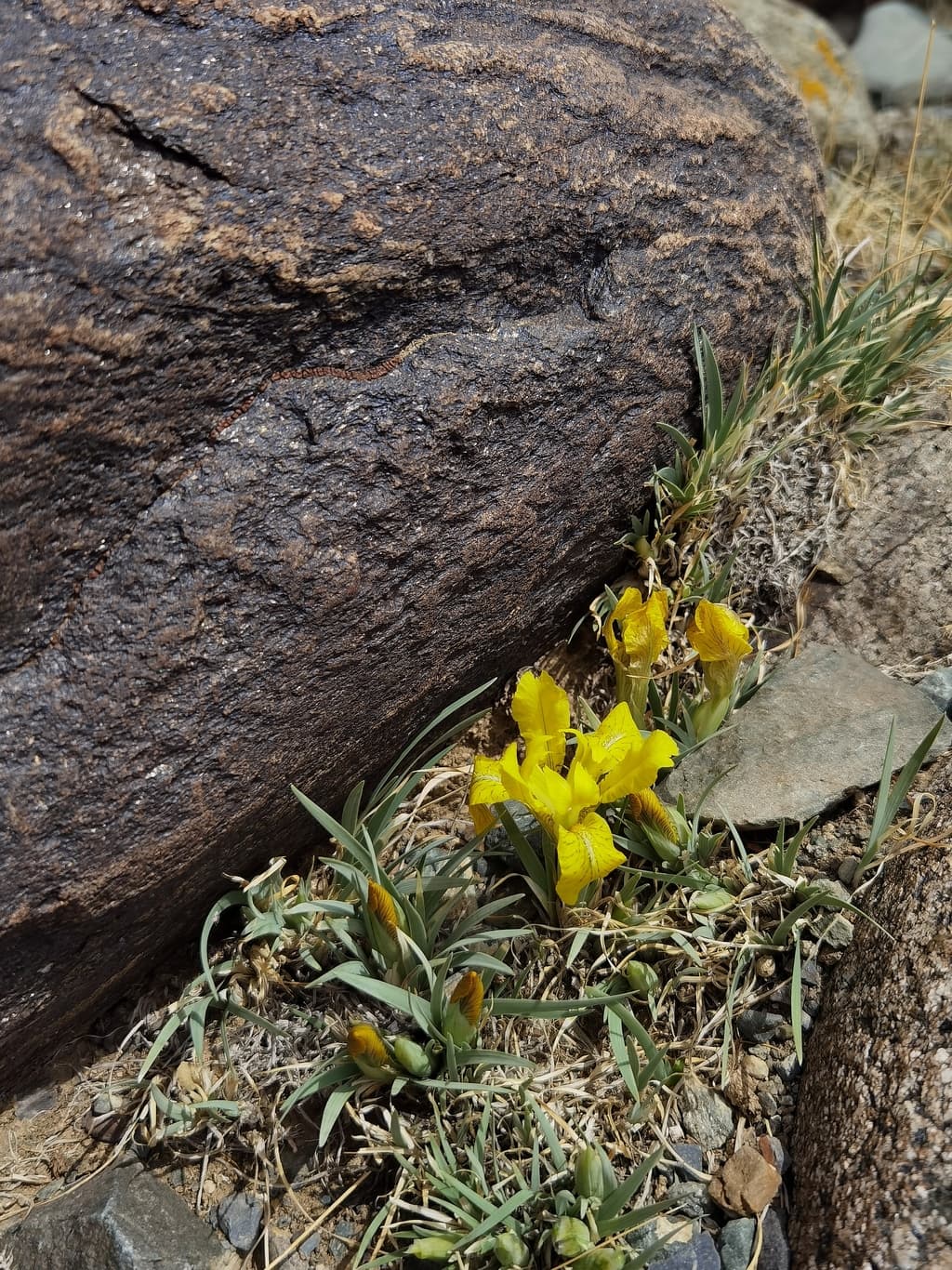 Фотография активности: Чуйский тракт до Марса