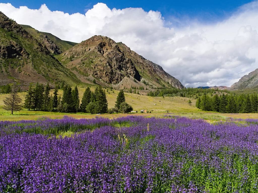 Фотография активности: «На земле снежного барса»