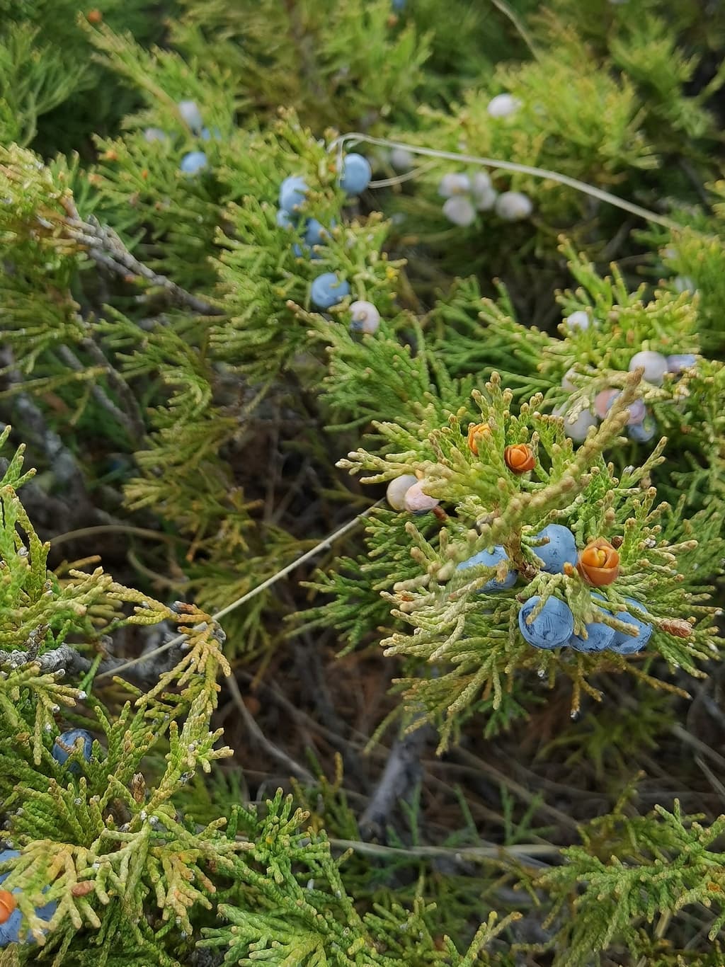 Фотография активности: Чуйский тракт до Марса