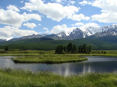 Алтай зеленый